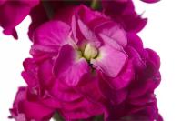    StoX Deep Rose - 10 .