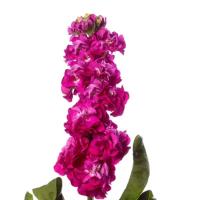    StoX Deep Rose - 10 .