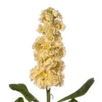    StoX Yellow - 10 .