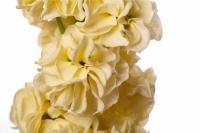    StoX Yellow - 10 .