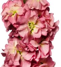    StoX Antique Rose - 10 .