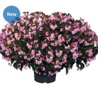   Stonehedge F1 Light Pink Bronze Leaf - 3 .