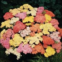  Summer Pastels - 10 .