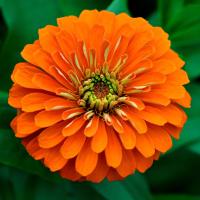   Super Yoga Orange - 15 .