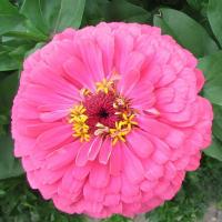   Super Yoga Rose - 15 .