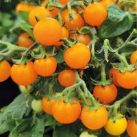  Sweet Burst Orange - 5 .