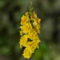    Sweet Duet F1 Bright Yellow. ! - 10 .