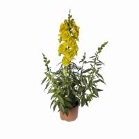   Sweet Duet F1 Bright Yellow. ! - 10 .