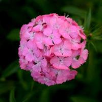   SWEET Deep Pink Maxine - 5 .