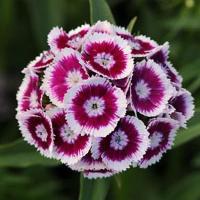   SWEET Purple White Bicolor - 5 .