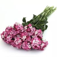   SWEET Rose Magic - 5 .