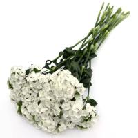   SWEET White - 5 .