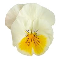 ����� ��������� Highflyer F1 Lemon Splash. �������! - 3 ��.