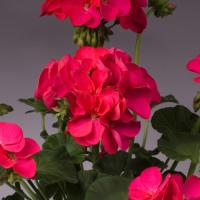 ���������� ������� Apache  Violet - 3 ��.