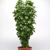 Everleaf Thai Towers - 10 .