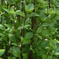  Everleaf Thai Towers - 10 .