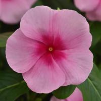  Titan-ium Blush. ! -5 .