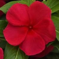  Titan-ium Dark Red. ! - 5 .