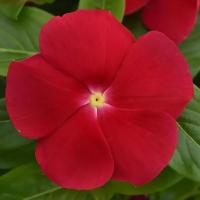  Titan-ium Really Red. ! - 5 .