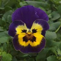   Top Wave Purple Sunburst. ! - 3 .
