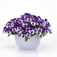   Top Wave Purple White. ! - 3 .