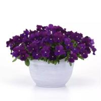   Top Wave Violet. ! - 3 .