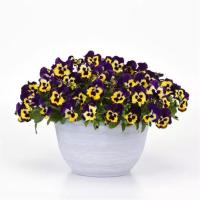   Top Wave Purple Sunburst. ! - 3 .