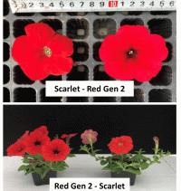   Trilogy (gen.2) Red. ! - 5 .