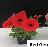   Trilogy (gen.2) Red. ! - 5 .