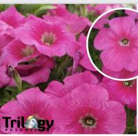   Trilogy (gen.2) Rose. ! - 5 .