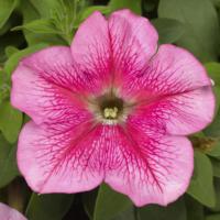   TriTunia Pink Veined - 10 .