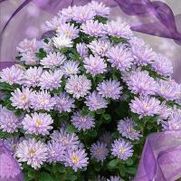   Trobador Lavender - 10 