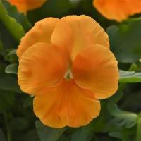   Top Wave Orange. ! - 3 .
