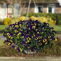   Top Wave Purple Sunburst. ! - 3 .