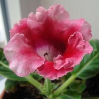  Avanti F1 Peach Rose - 5 .