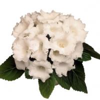  Avanti F1 White - 5 .