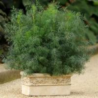  Dill Fernleaf - 20 .