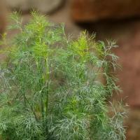  Dill Fernleaf - 20 .