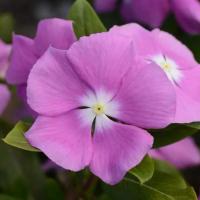  Valiant Orchid - 5 .