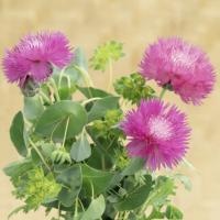   Imperialis Graciosa - 10 .