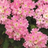   TUSCANY F1 PINK PICOTEE - 5 .
