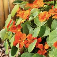   Whirlybird Tangerine - 10 .