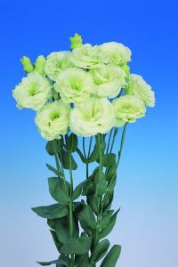   Mariachi F1 Lime Green - 5 .