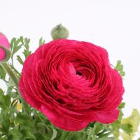  Mache F1 Rose - 5 .