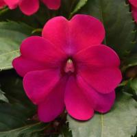   F1 Solarscape Magenta Bliss. ! - 3 .