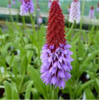 1500 Primula vialii - 5 .