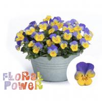 Виола рогатая Floral Power F1 Yellow Blue Wing. НОВИНКА! - 5 шт.