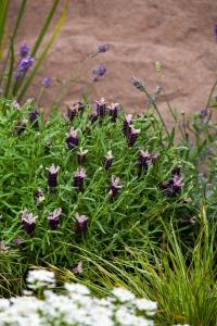   Castilliano 2.0 Lilac - 5 .