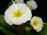 662A WHITE JULIANAS. ! - 5 .
