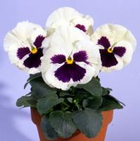   Italia F1 white with blotch - 5 .